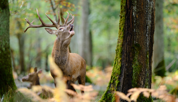 Ou peut on trouver des bois de cerf en forêt