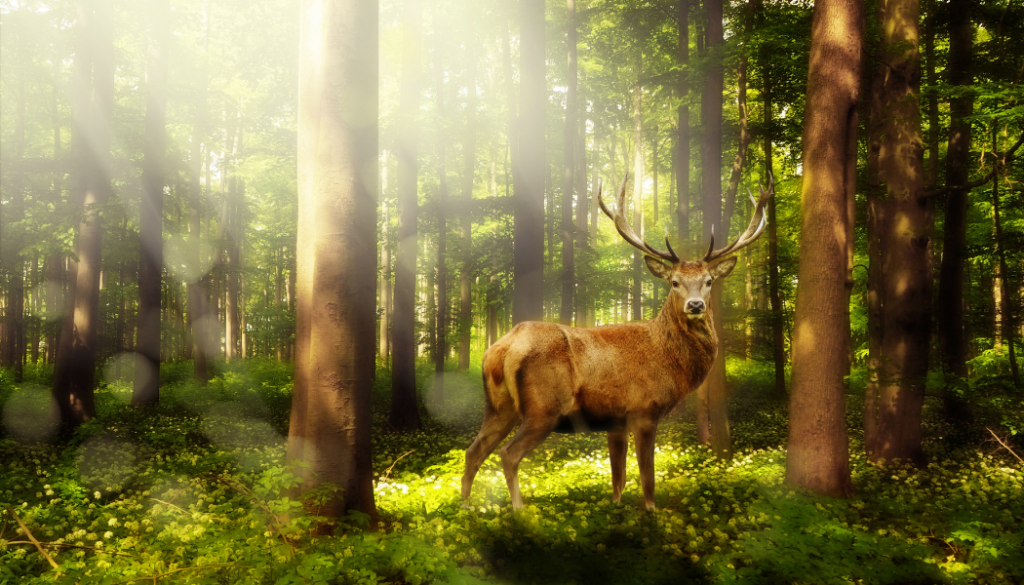 De Quoi Est Compos Le Bois De Cerf