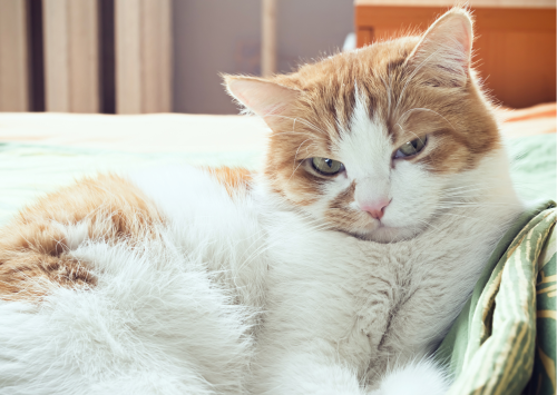 chat qui boude chat qui boude comment savoir si un chat est heureux