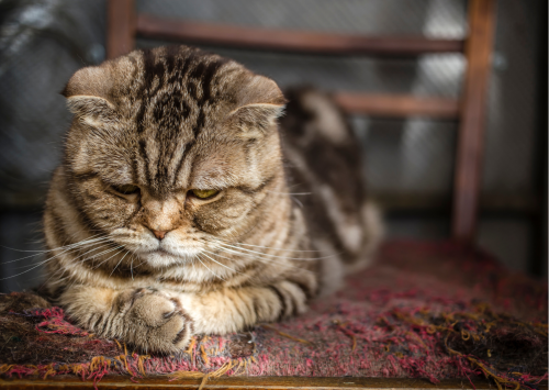 un chat peut il etre triste un chat peut il etre triste mon chat est triste