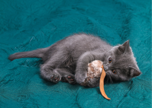 chat triste que faire chat triste que faire chaton triste