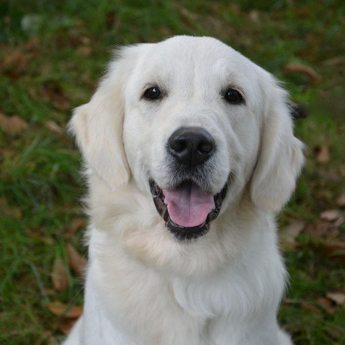 photo golden retriever labrador amiosis