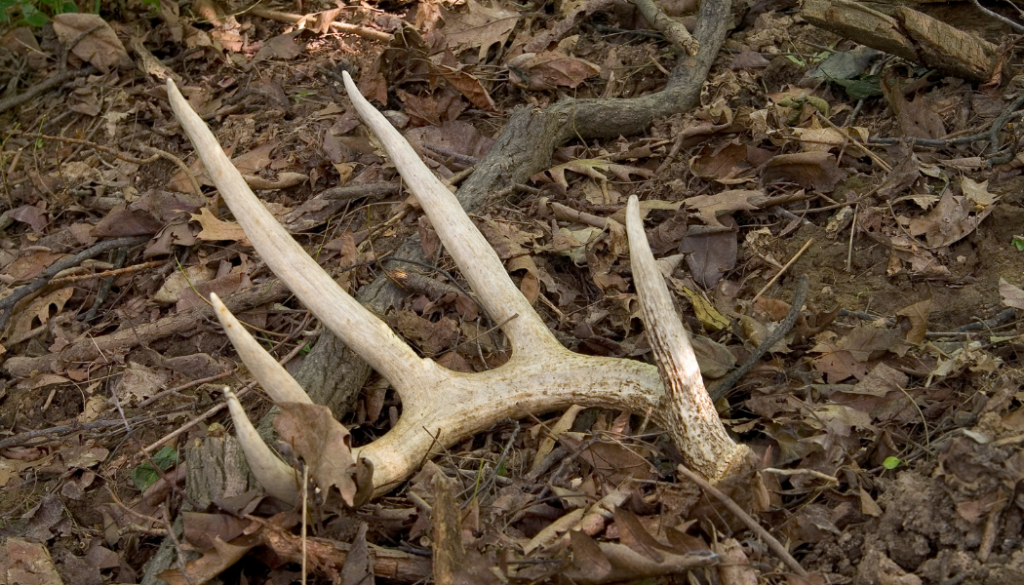 Ou peuton trouver des bois de cerf ? Amiosis