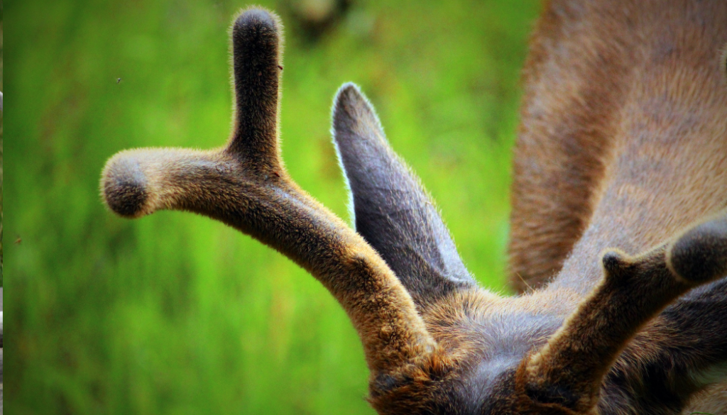 Comment se forment les bois de cerf