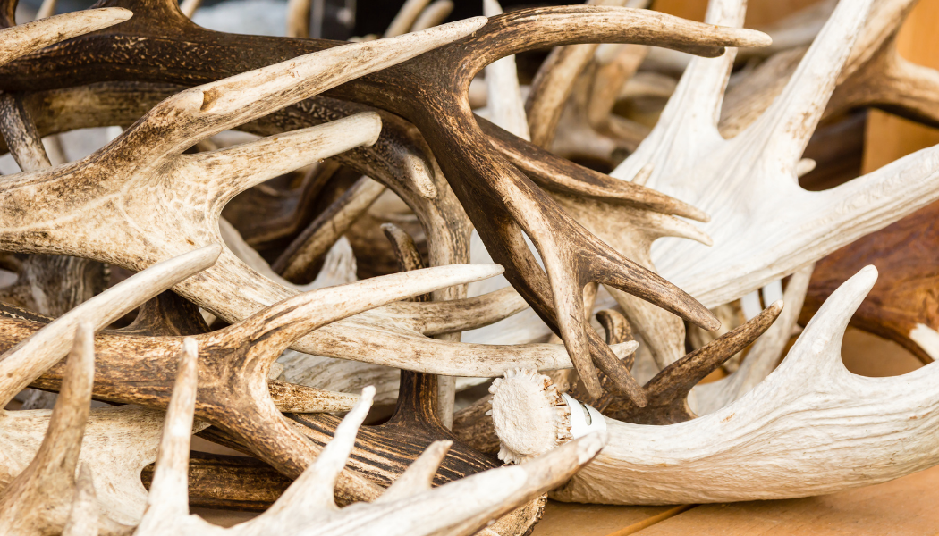 Ou peuton trouver des bois de cerf ? Amiosis