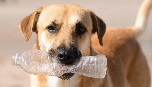 photo chien mastication
chien d'eau