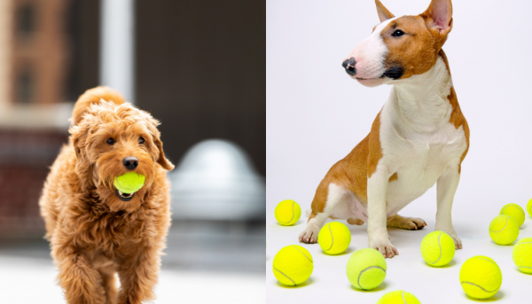 photo mastication balle de tennis chien