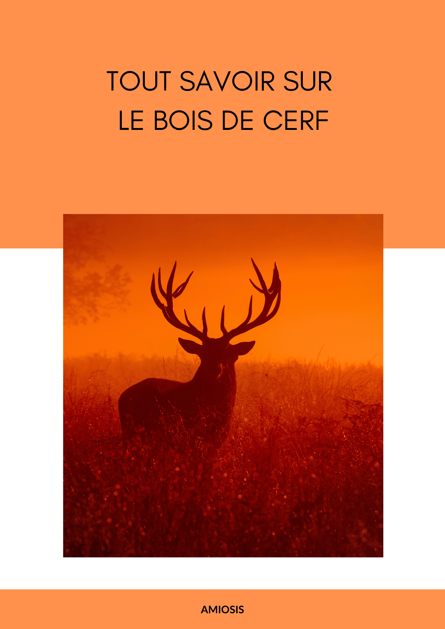 Ou peuton trouver des bois de cerf en forêt