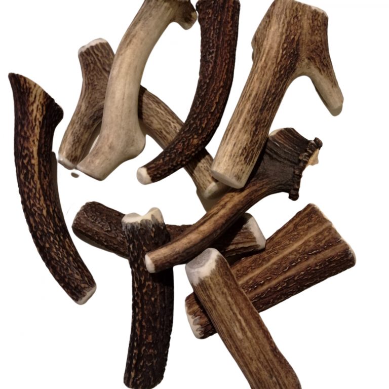 Ou peuton trouver des bois de cerf ? Amiosis