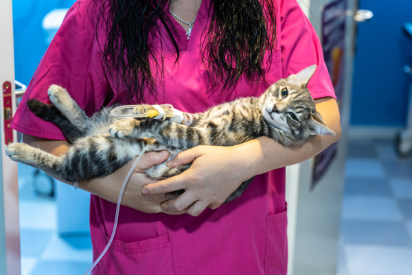 photo chat empoisonné avec vétérinaire