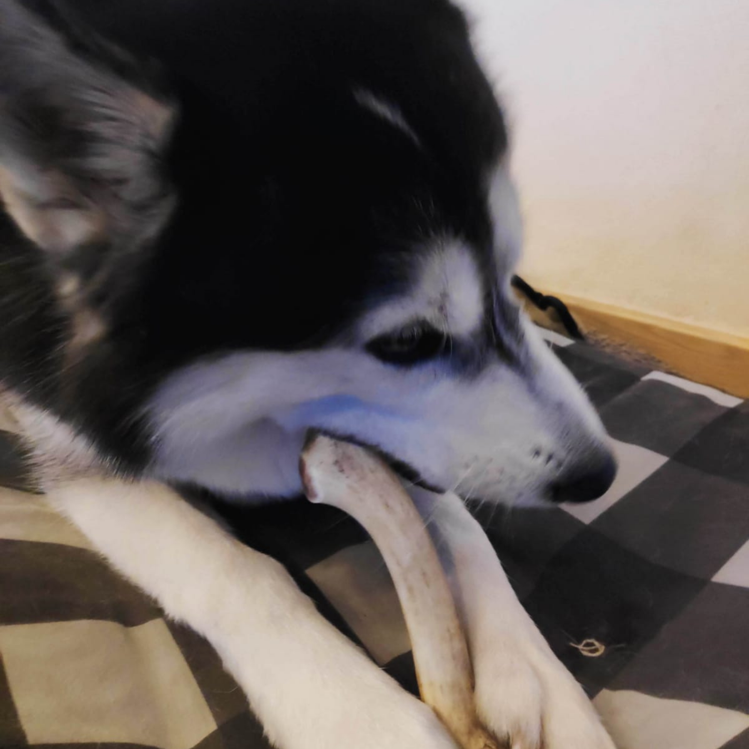 photo de bois de cerf pour chien avec chien qui mange 