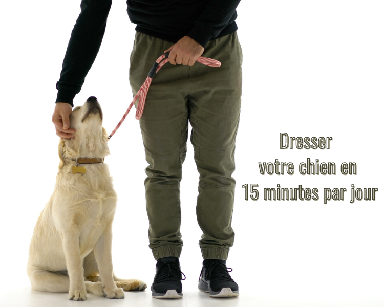 photo dresser son chien en 15 minutes par jour