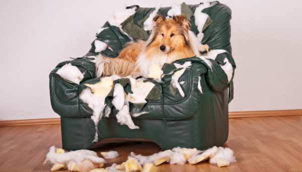 photo chien qui arrache le canapé
