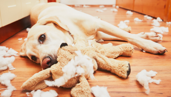 photo chien détruit jouet enfant