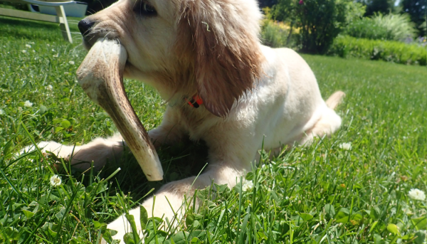 photo chiot avec bois de cerf pour chien