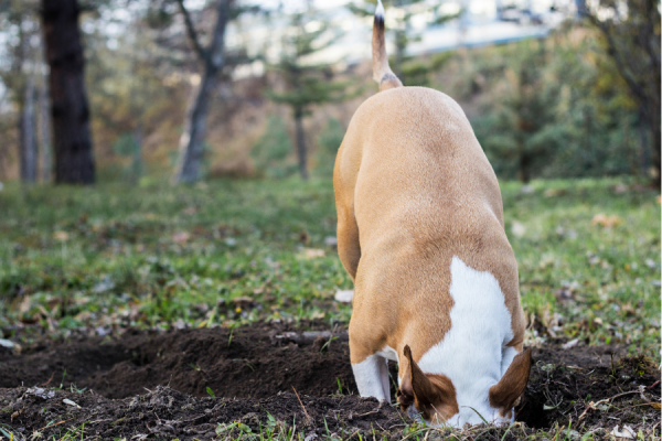photo chien qui creuse le jardin