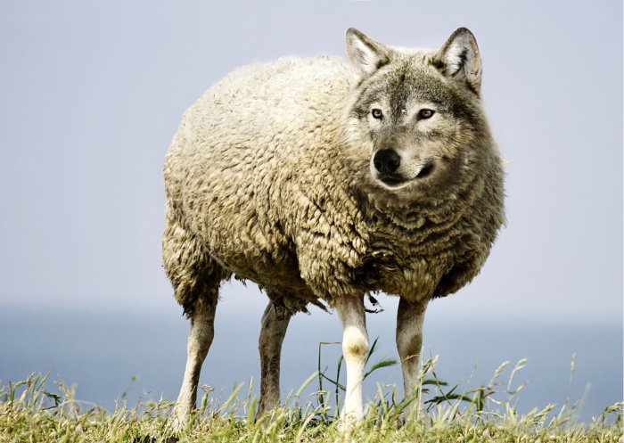 photo animaux fable de la fontaine
on voit un loup