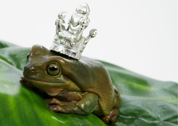 photo animaux fable de la fontaine une grenouille sur une feuille