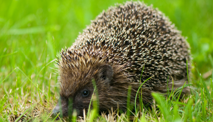 herisson amur amur hedgehog ou erinaceus amurensis