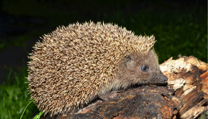 herisson oriental erinaceus concolor