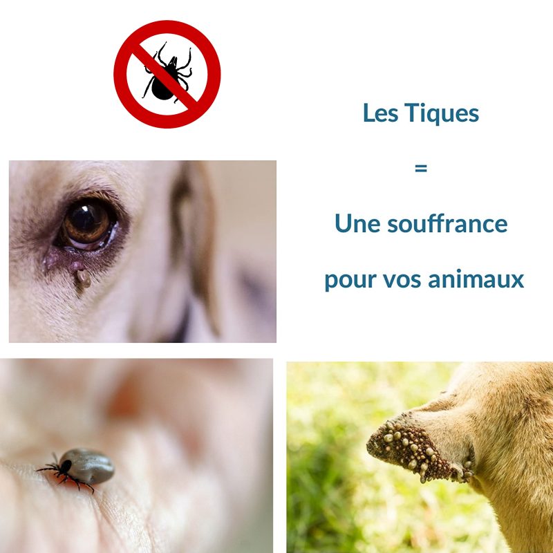 photo chien avec des tiques chien tiques tire tique pince a tique tire tique humain tire tique chien