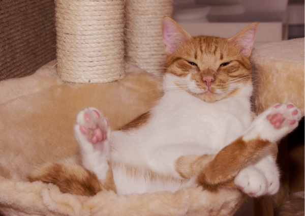 panier pour chat panier pour chat paniers pour chat