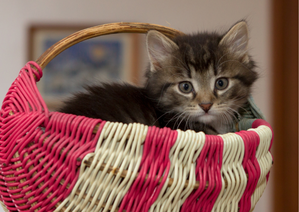panier chat amazon panier chat amazon panier chat rotin panier pour chat amazon
