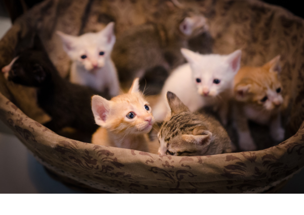 pouf chat pouf chat pouf pour chats pouf pour chat couffin chat