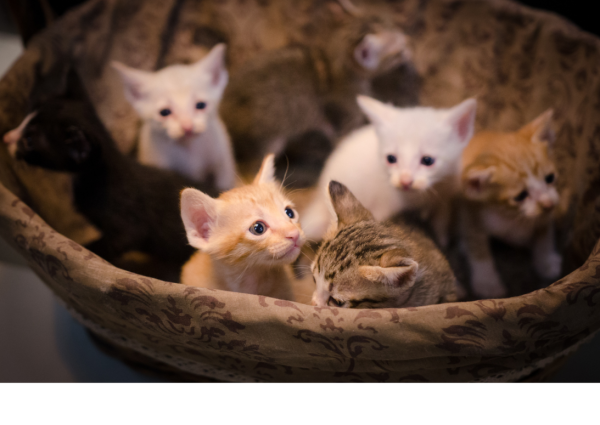 pouf chat pouf pour chats pouf pour chat couffin chat