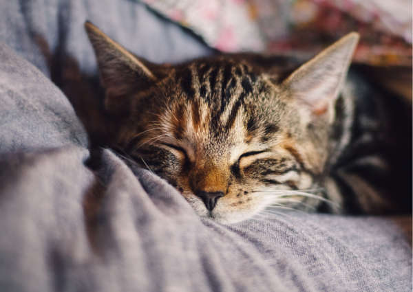 corbeille pour chat corbeille pour chat chat panier dodo pour chat nid pour chat