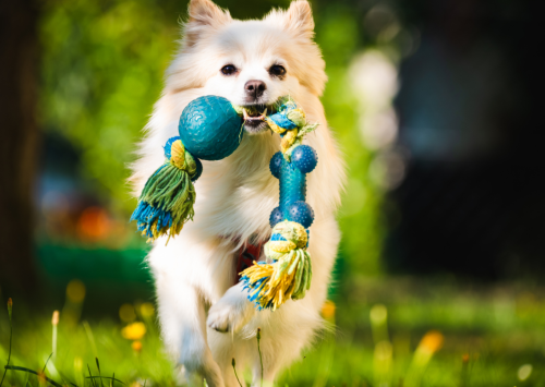 chien avec un jouet chien qui courre avec un jouet dans sa gueule