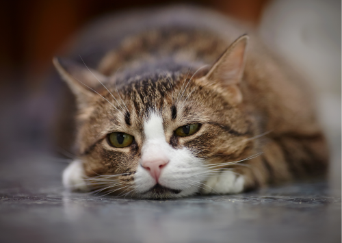 chat deprime le chat triste chat qui deprime
