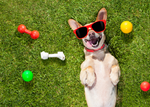 chien heureux et content chien heureux et content
il sourit avec ses jouets qui sont dans la pelouse