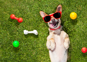 chien heureux  et content
il sourit avec ses jouets qui sont dans la pelouse