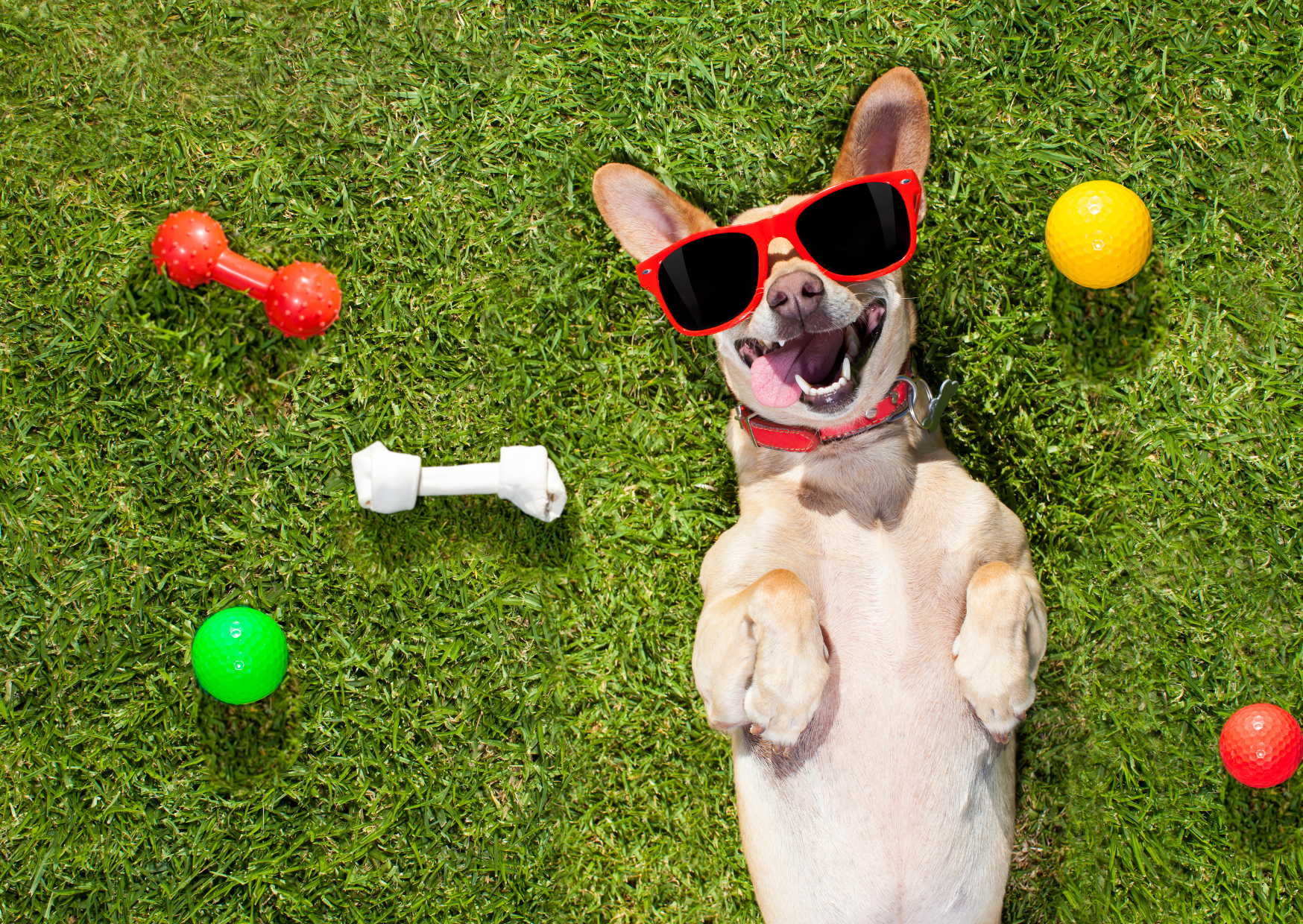chien heureux et content il sourit avec ses jouets qui sont dans la pelouse