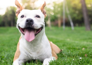 chien content et heureux
un bull terrier qui sourit à ses maitres