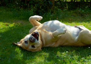 chien heureux  et content
chien se roule sur l'herbe