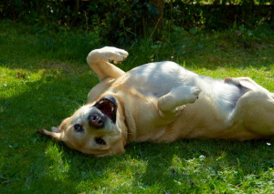 chien heureux et content chien heureux et content
chien se roule sur l'herbe