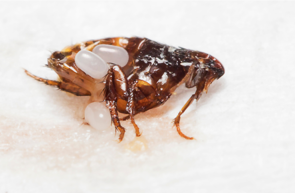 Photo puce avec ses oeufs Amiosis